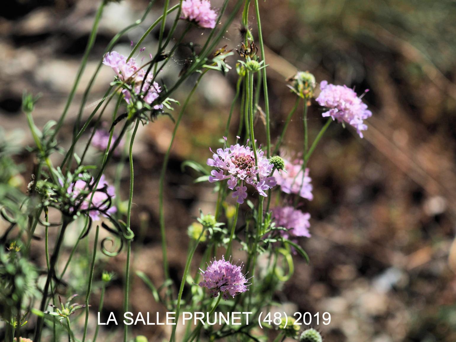Scabious, Small